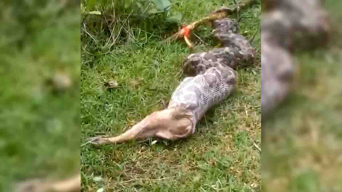 Giant Snake Tries to Swallow Fox – Viral Video from Jharkhand