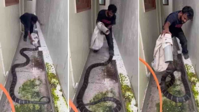 Arshad Khan released the rescued King Cobra into a safe forest area.