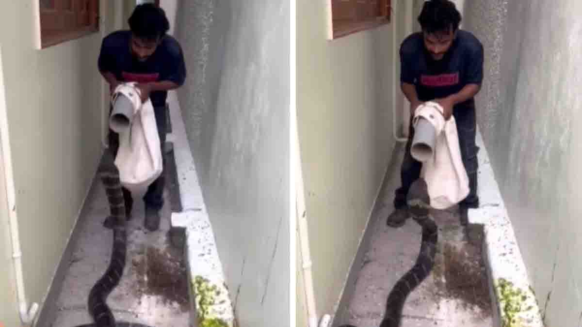 King Cobra rescue Viral Video 2