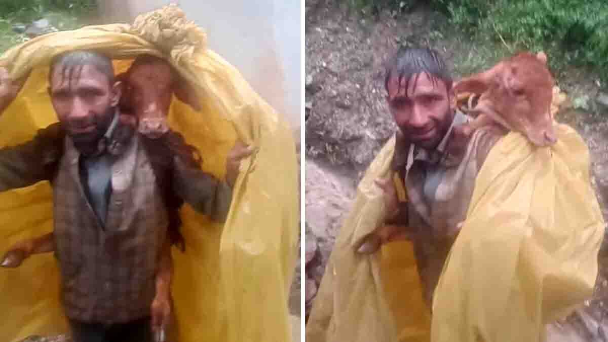 A brave man rescues a calf trapped in floodwaters in Jammu and Kashmir. This heart-touching act of humanity has gone viral on social media - Viral Video