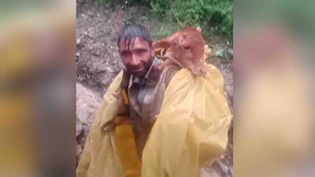 A brave man rescues a calf trapped in floodwaters in Jammu and Kashmir. This heart-touching act of humanity has gone viral on social media - Viral Video