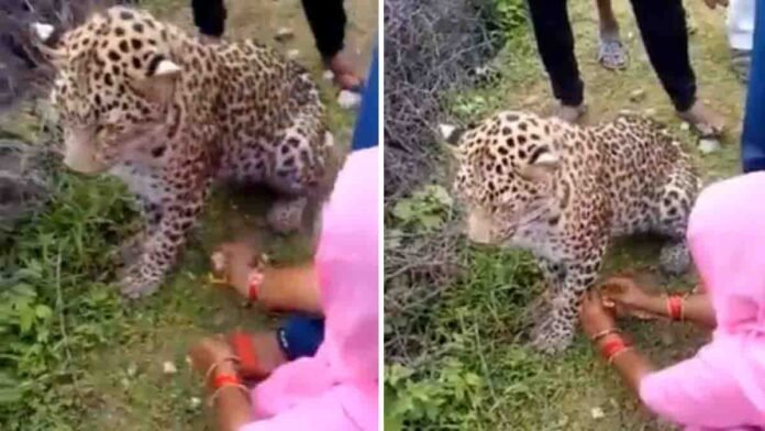 Woman tying Rakhi to a calm leopard in a Rajasthan village, symbolizing love and protection during Raksha Bandhan