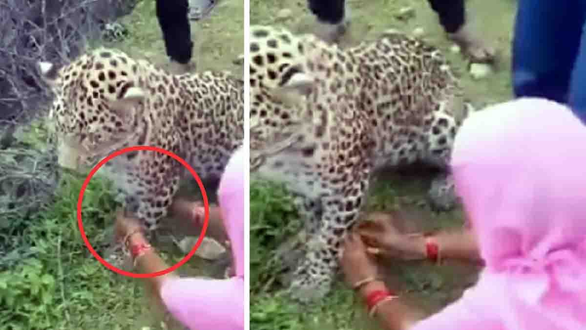 Woman tying Rakhi to a calm leopard in a Rajasthan village, symbolizing love and protection during Raksha Bandhan