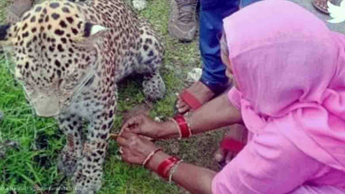 Woman tying Rakhi to a calm leopard in a Rajasthan village, symbolizing love and protection during Raksha Bandhan