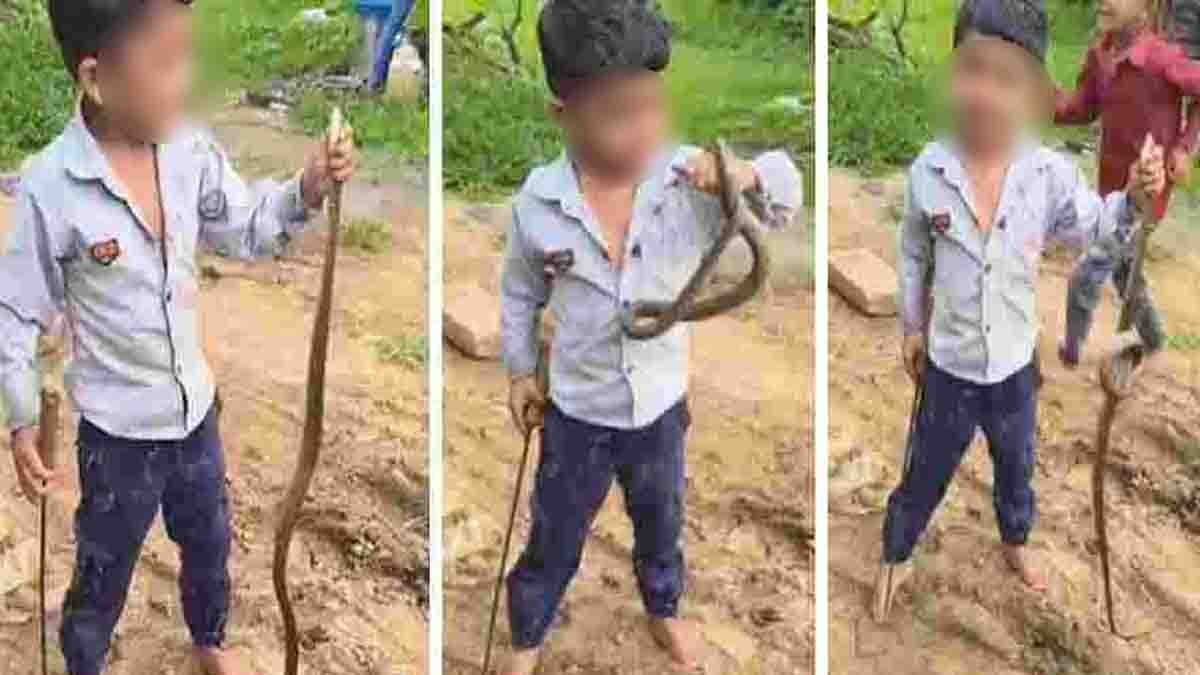 Fearless boy holding snake with bare hands viral video