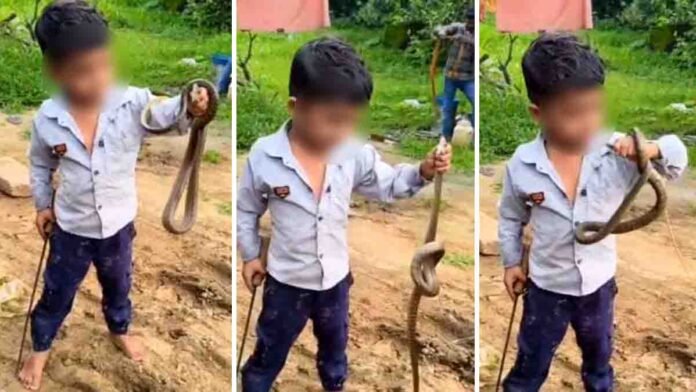 Fearless boy holding snake with bare hands viral video