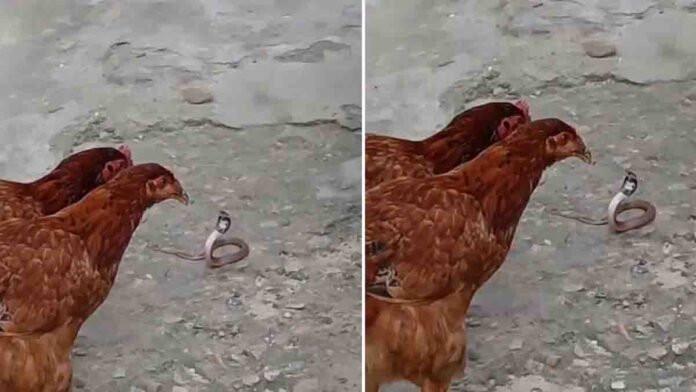 Brave hens attacking a small snake in a viral nature video