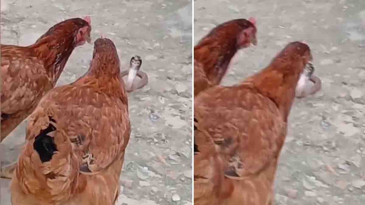 Brave hens attacking a small snake in a viral nature video