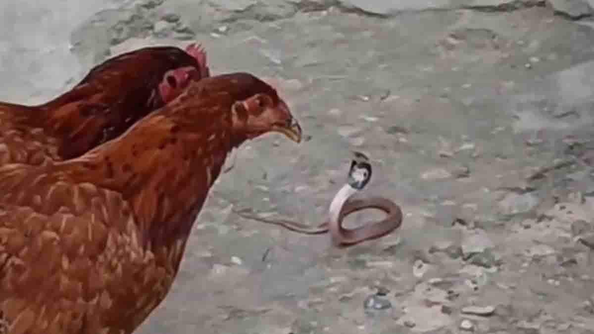 Brave hens attacking a small snake in a viral nature video