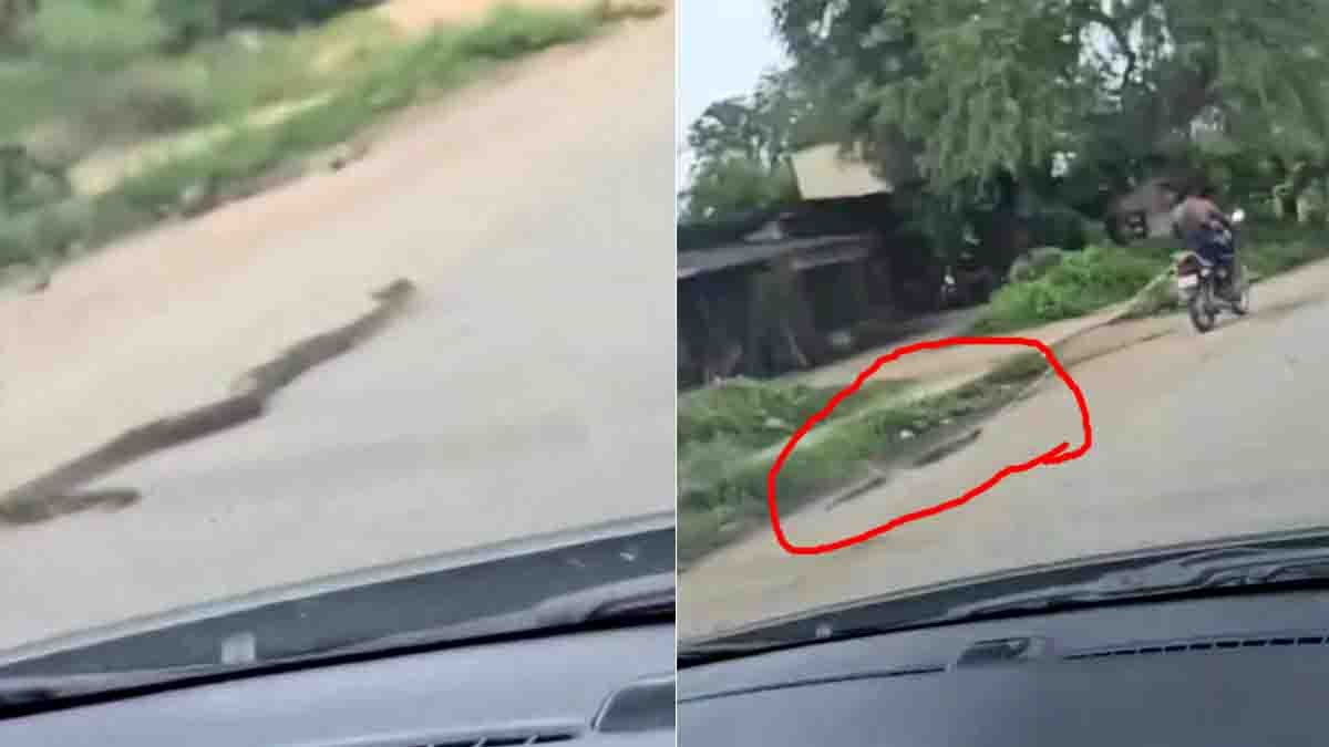 Youth drags a giant python tied to his bike on a road in Chhattisgarh – shocking act of animal cruelty