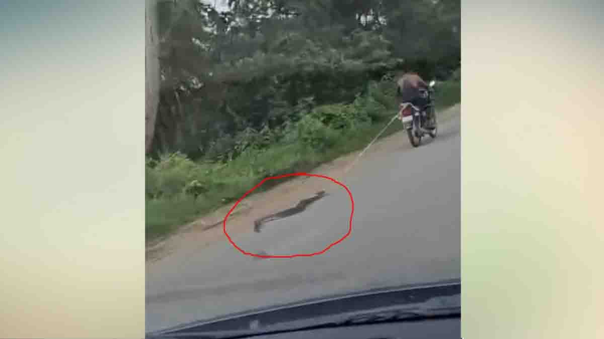 Youth drags a giant python tied to his bike on a road in Chhattisgarh – shocking act of animal cruelty