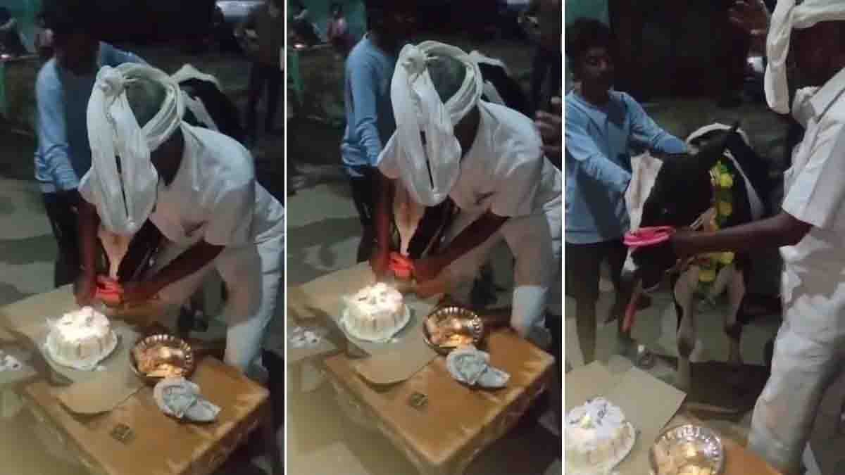 Viral Video : ಉತ್ತರ ಪ್ರದೇಶದ ರೈತನಿಂದ ಕರುವಿನ ಮೊದಲ ಜನ್ಮದಿನ: ಕೇಕ್ ಕತ್ತರಿಸಿ ಸಂಭ್ರಮಿಸಿದ ವಿಡಿಯೋ ವೈರಲ್…! 1 Farmer celebrates calf’s first birthday with cake cutting in Auraiya, Uttar Pradesh – viral video