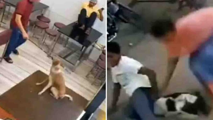 Stray dog entering restaurant in Kannur Kerala, viral video sparks panic