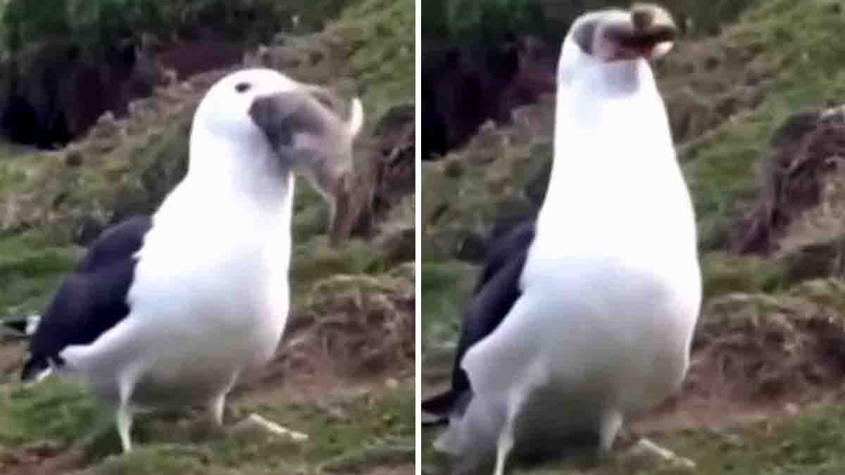 Seagull swallows giant rabbit alive shocking viral video