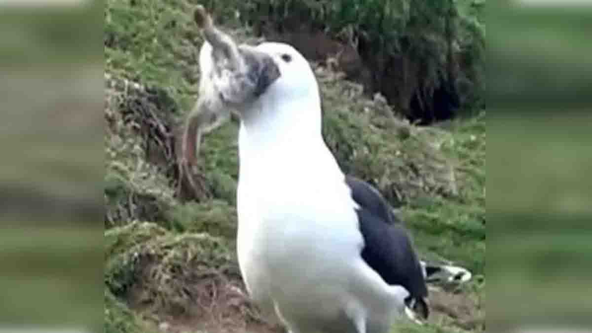 Seagull swallows giant rabbit alive shocking viral video