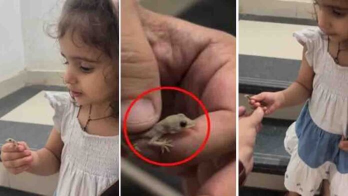 Little girl holding a lizard fearlessly while talking to her father – viral video moment