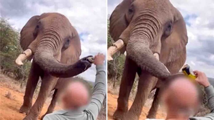 Spanish tourist pouring beer into elephant’s trunk at Kenya’s Ol Jogi Conservancy, viral animal cruelty video