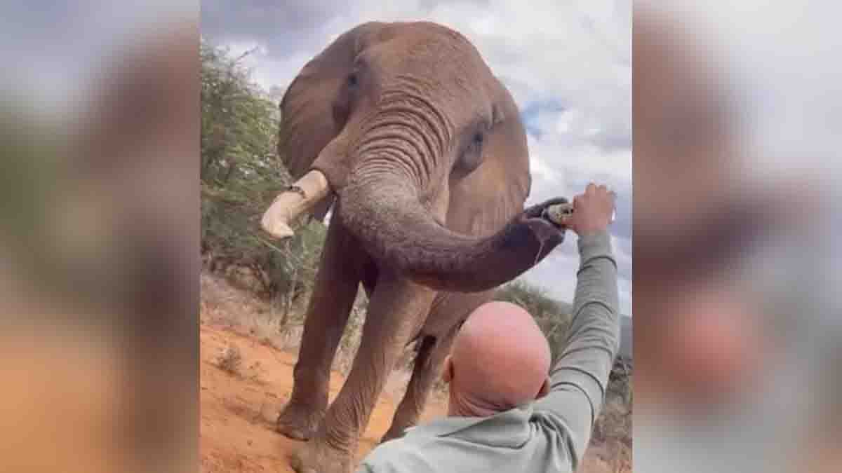 Spanish tourist pouring beer into elephant’s trunk at Kenya’s Ol Jogi Conservancy, viral animal cruelty video