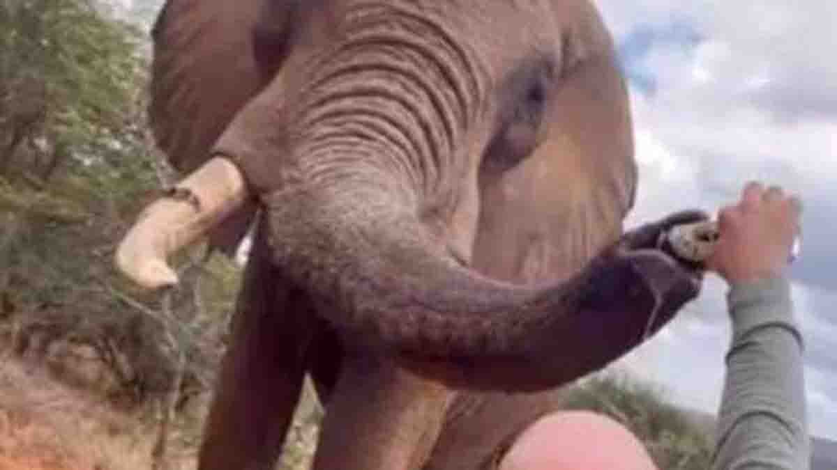 Spanish tourist pouring beer into elephant’s trunk at Kenya’s Ol Jogi Conservancy, viral animal cruelty video
