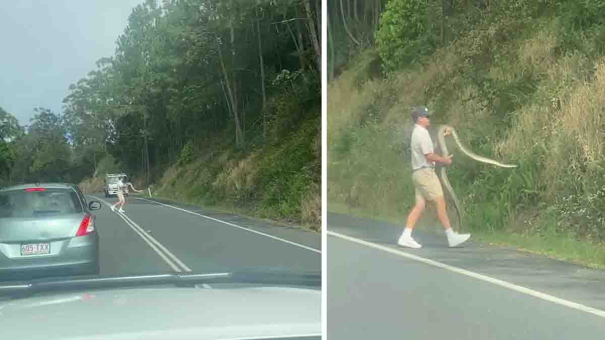 A biker on the Sunshine Coast saves a giant snake from the middle of the road, carrying it safely to the roadside bushes - Video viral
