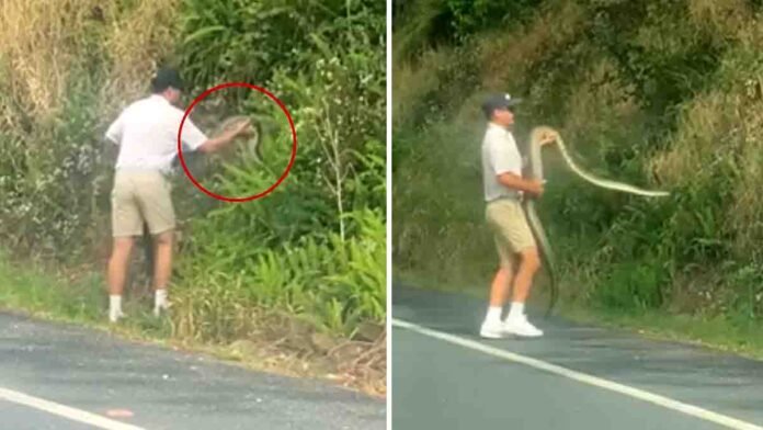 A biker on the Sunshine Coast saves a giant snake from the middle of the road, carrying it safely to the roadside bushes - Video viral
