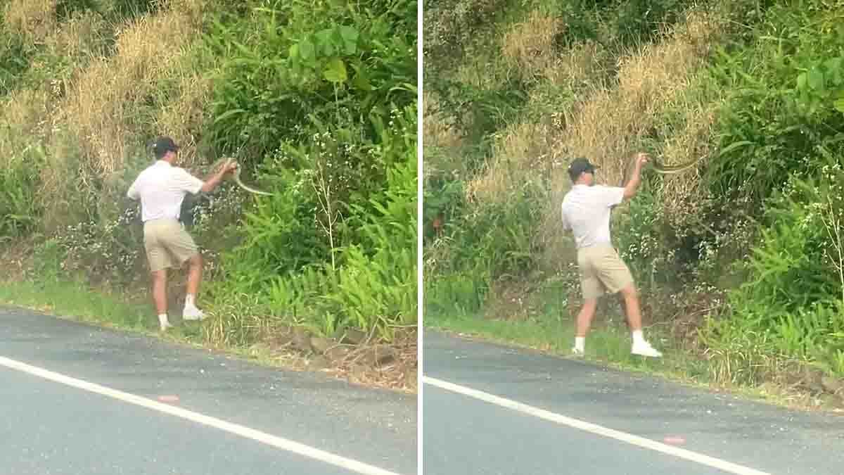 A biker on the Sunshine Coast saves a giant snake from the middle of the road, carrying it safely to the roadside bushes - Video viral