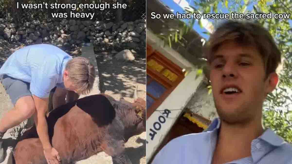 Video : ಅಪಾಯದಲ್ಲಿದ್ದ ಗೋಮಾತೆಯನ್ನು ರಕ್ಷಿಸಿದ ಆಸ್ಟ್ರೇಲಿಯಾದ ಯುವಕ, ವೈರಲ್ ಆದ ವಿಡಿಯೋ…! 2 Australian tourist rescuing a cow stuck in a canal during India trip, viral video Instagram reel