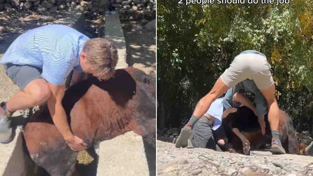 Video : ಅಪಾಯದಲ್ಲಿದ್ದ ಗೋಮಾತೆಯನ್ನು ರಕ್ಷಿಸಿದ ಆಸ್ಟ್ರೇಲಿಯಾದ ಯುವಕ, ವೈರಲ್ ಆದ ವಿಡಿಯೋ…! 1 Australian tourist rescuing a cow stuck in a canal during India trip, viral video Instagram reel