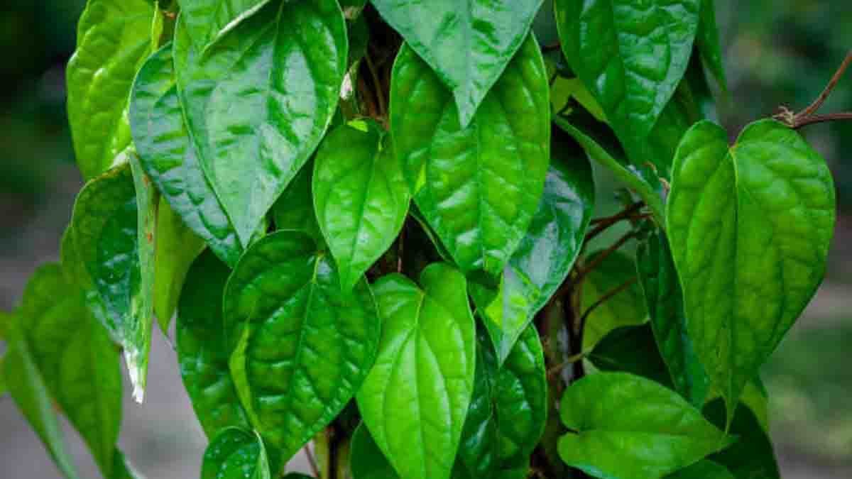 Betel Leaf : ಅಮೃತಕ್ಕೆ ಸಮಾನ ತಾಂಬೂಲದ ಎಲೆಗಳು, ಏಳು ಸಮಸ್ಯೆಗಳಿಗೆ ರಾಮಬಾಣ ವೀಳ್ಯದ ಎಲೆ..! 1 betel leaves with Ayurvedic health benefits – natural remedy for digestion, diabetes, oral health, skin care, and energy boost