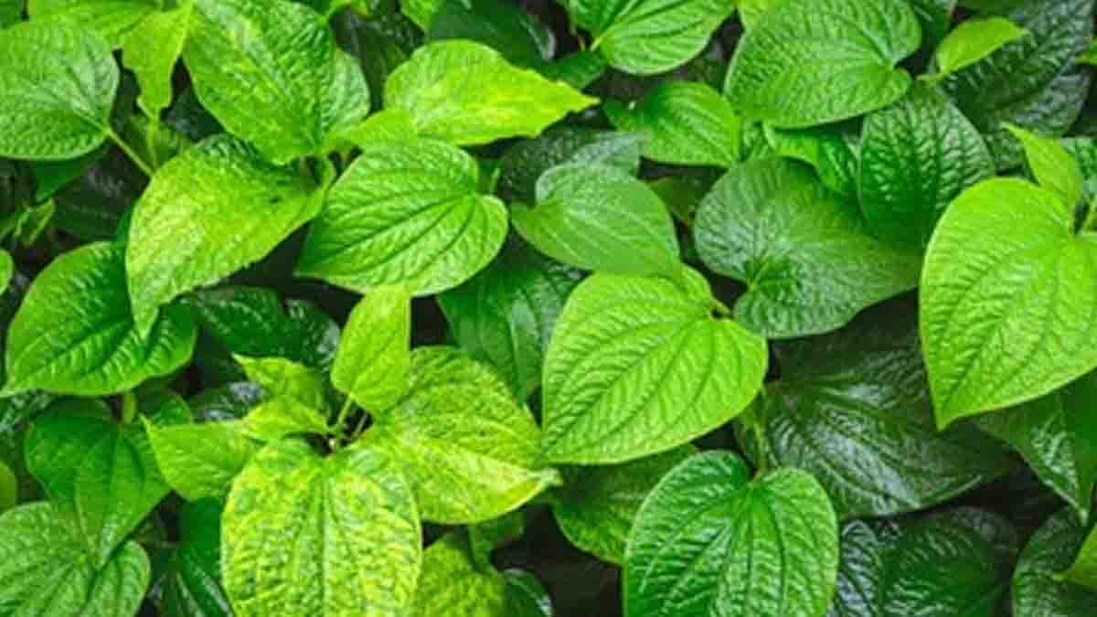 Betel Leaf : ಅಮೃತಕ್ಕೆ ಸಮಾನ ತಾಂಬೂಲದ ಎಲೆಗಳು, ಏಳು ಸಮಸ್ಯೆಗಳಿಗೆ ರಾಮಬಾಣ ವೀಳ್ಯದ ಎಲೆ..! 2 betel leaves with Ayurvedic health benefits – natural remedy for digestion, diabetes, oral health, skin care, and energy boost