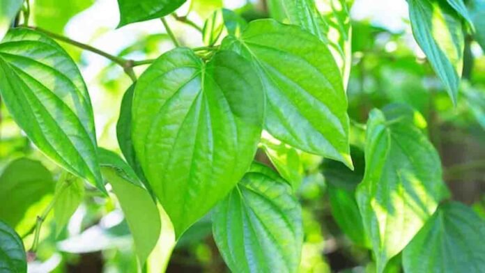 betel leaves with Ayurvedic health benefits – natural remedy for digestion, diabetes, oral health, skin care, and energy boost