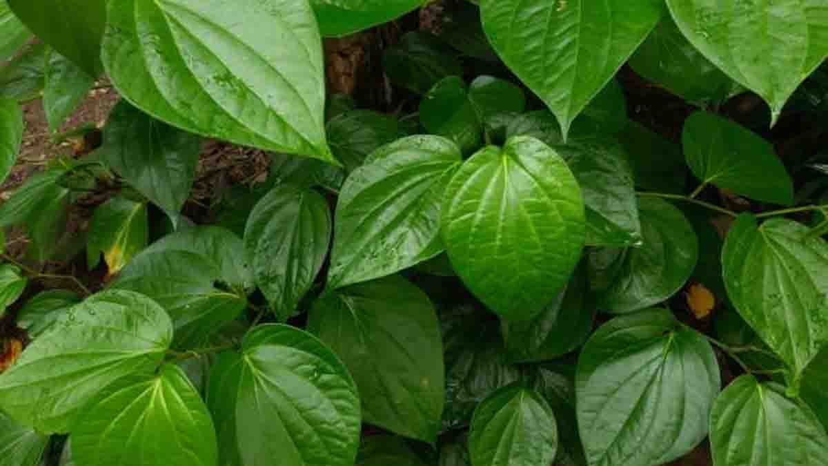 Betel Leaf : ಅಮೃತಕ್ಕೆ ಸಮಾನ ತಾಂಬೂಲದ ಎಲೆಗಳು, ಏಳು ಸಮಸ್ಯೆಗಳಿಗೆ ರಾಮಬಾಣ ವೀಳ್ಯದ ಎಲೆ..! 3 betel leaves with Ayurvedic health benefits – natural remedy for digestion, diabetes, oral health, skin care, and energy boost