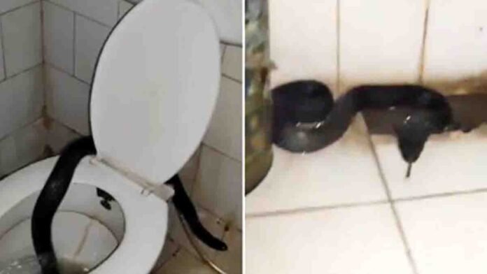 Black Cobra in Rajasthan Kota Doctors Hostel 0 Black Cobra in Kota Doctors Hostel Toilet Viral Video
