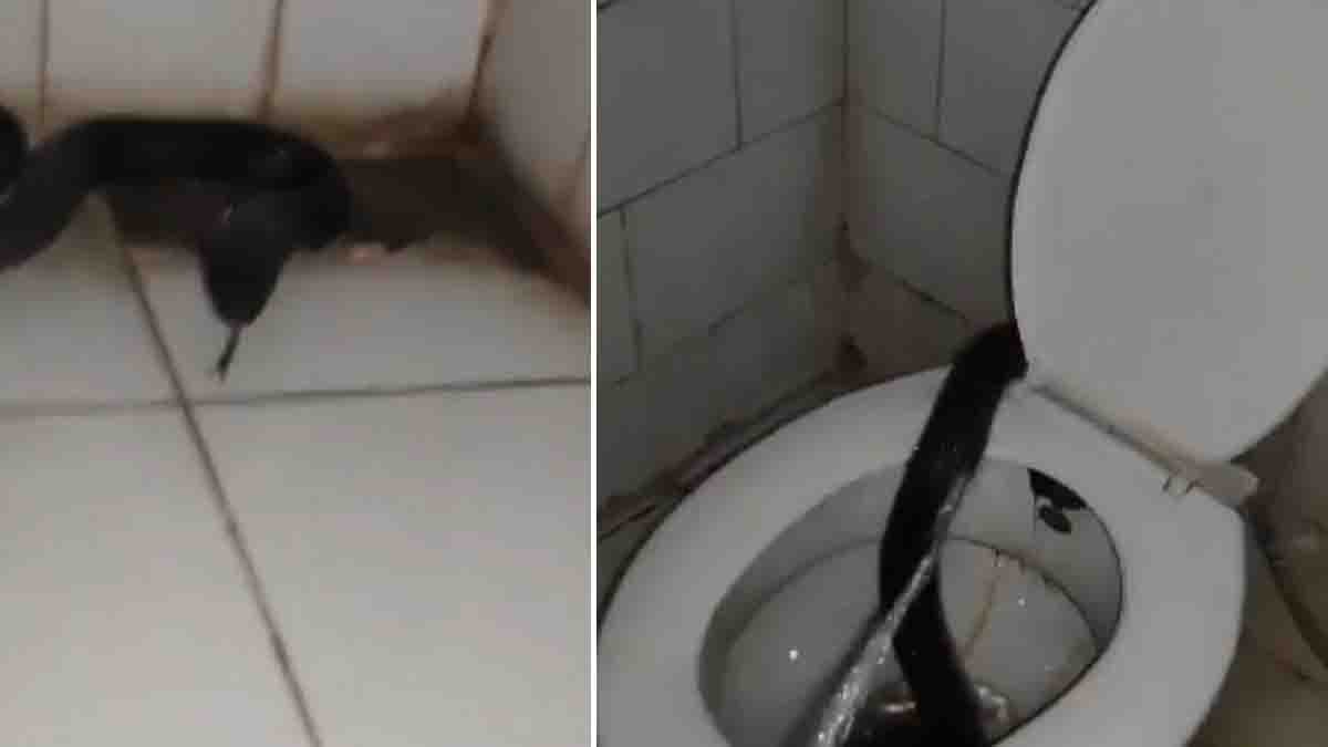 Viral Video : ಆಸ್ಪತ್ರೆಯ ಟಾಯ್ಲೆಟ್ ಕಮೋಡ್ ಮೇಲೆ ಬುಸ್ ಬುಸ್ ಎಂದ ಬ್ಲ್ಯಾಕ್ ಕೋಬ್ರಾ, ವೈರಲ್ ಆದ ವಿಡಿಯೋ…! 1 Black Cobra in Kota Doctors Hostel Toilet Viral Video