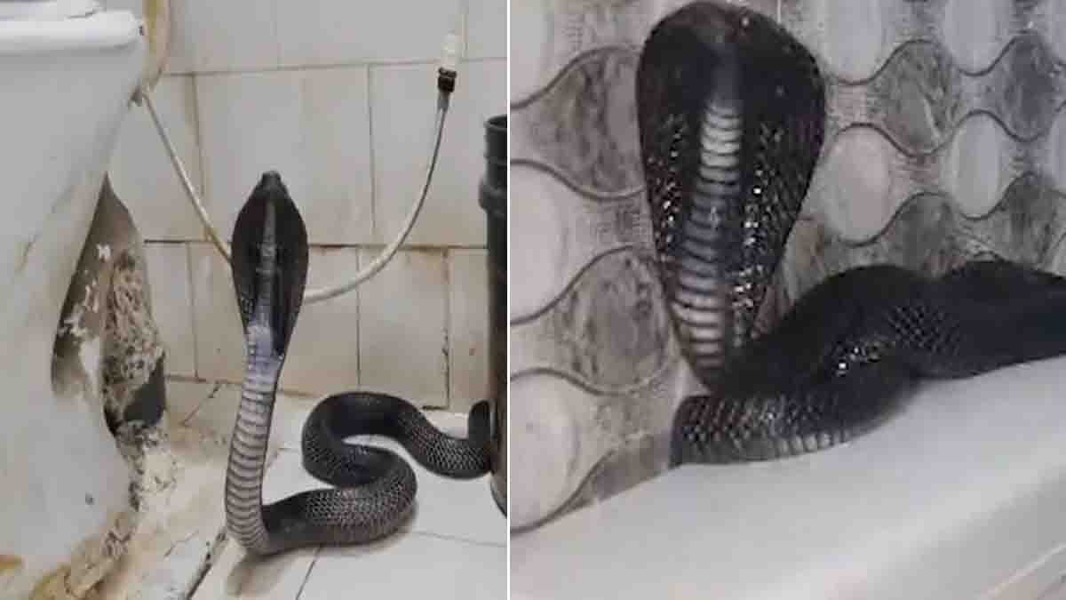 Viral Video : ಆಸ್ಪತ್ರೆಯ ಟಾಯ್ಲೆಟ್ ಕಮೋಡ್ ಮೇಲೆ ಬುಸ್ ಬುಸ್ ಎಂದ ಬ್ಲ್ಯಾಕ್ ಕೋಬ್ರಾ, ವೈರಲ್ ಆದ ವಿಡಿಯೋ…! 2 Black Cobra in Kota Doctors Hostel Toilet Viral Video