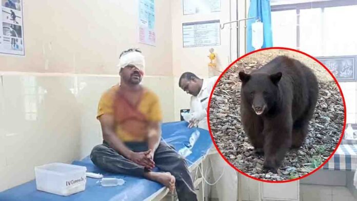 Bear attack in Chikkaballapur – two farmers seriously injured in Karnataka village while working in tomato field