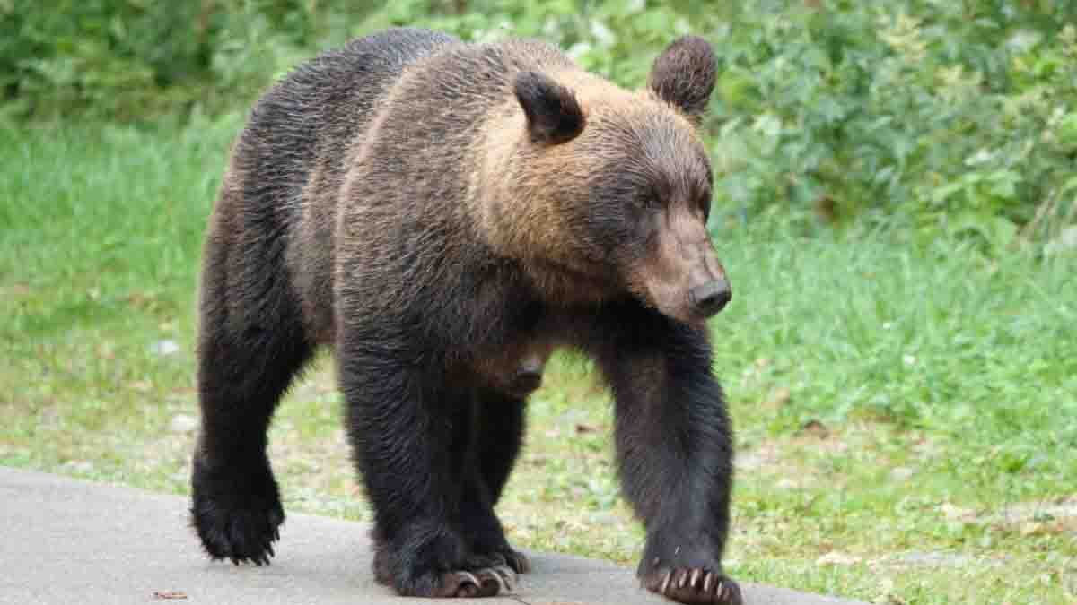 Bear attack in Chikkaballapur – two farmers seriously injured in Karnataka village while working in tomato field