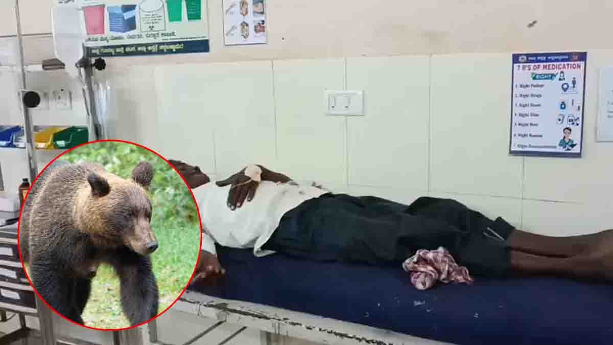 Bear attack in Chikkaballapur – two farmers seriously injured in Karnataka village while working in tomato field