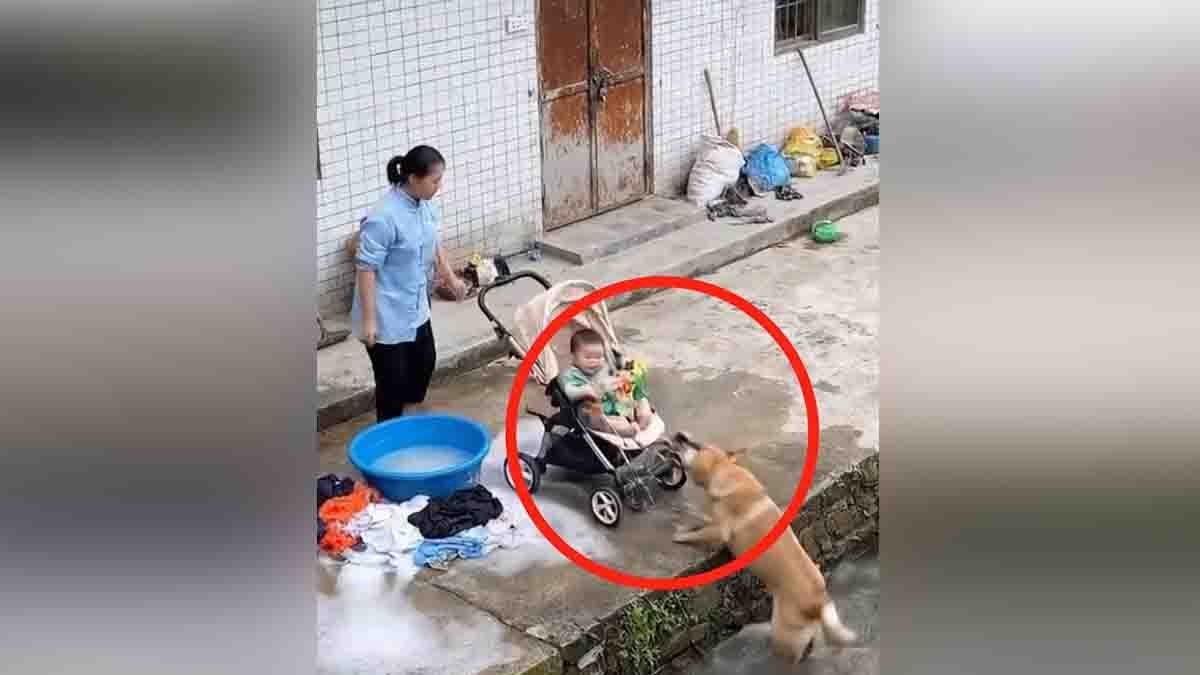 Loyal dog saves baby in stroller from falling into pond, viral heartwarming video