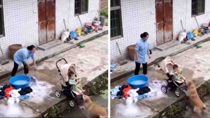 Loyal dog saves baby in stroller from falling into pond, viral heartwarming video