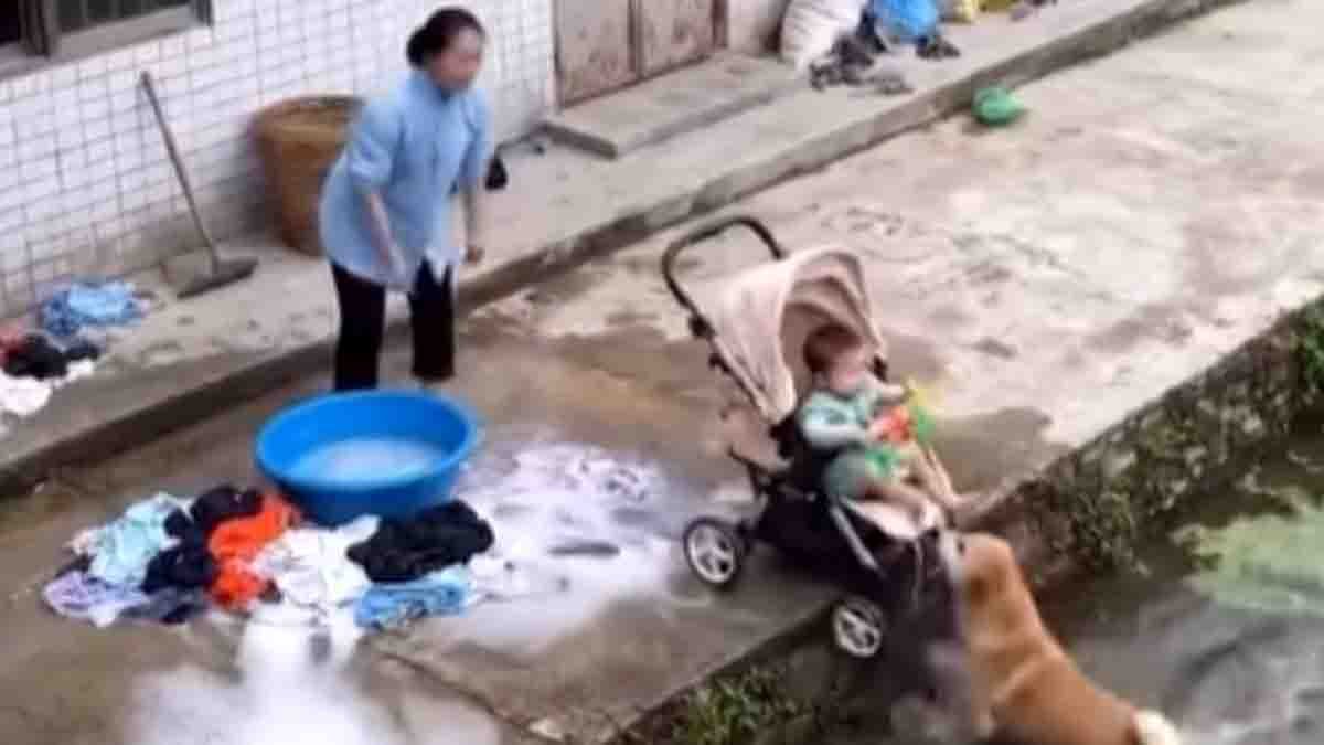 Loyal dog saves baby in stroller from falling into pond, viral heartwarming video