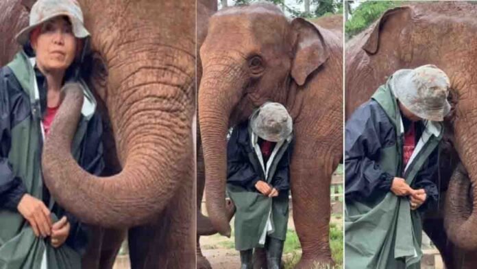 Elephant protecting owner from rain viral video