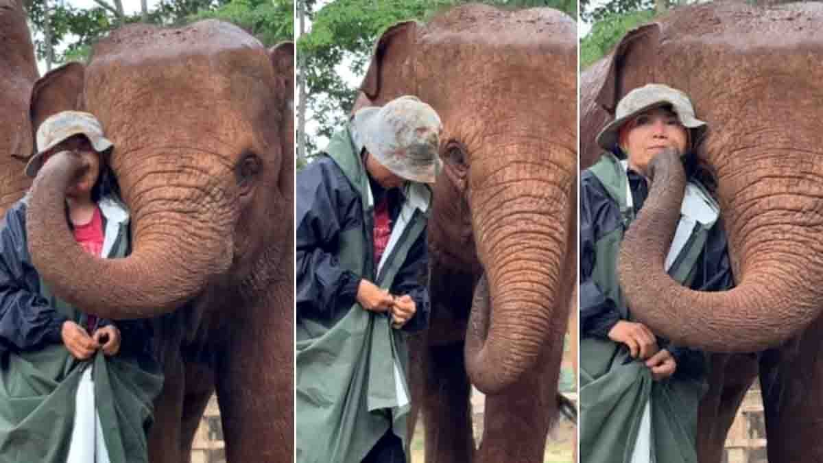 Elephant protecting owner from rain viral video