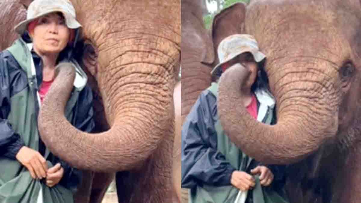 Elephant protecting owner from rain viral video