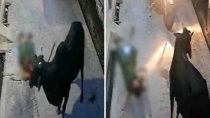 Stray bull attacks woman in Babina village, Jhansi – CCTV viral video