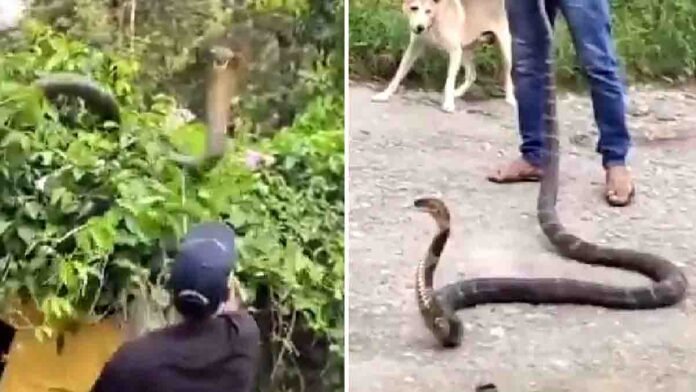 Giant King Cobra on a tree attacking forest officials during rescue operation in Dehradun, Uttarakhand, villagers watching anxiously