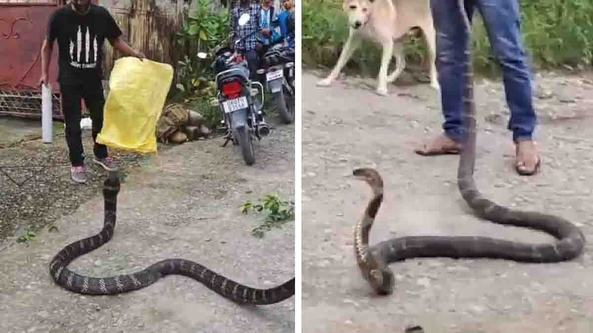 Giant King Cobra on a tree attacking forest officials during rescue operation in Dehradun, Uttarakhand, villagers watching anxiously