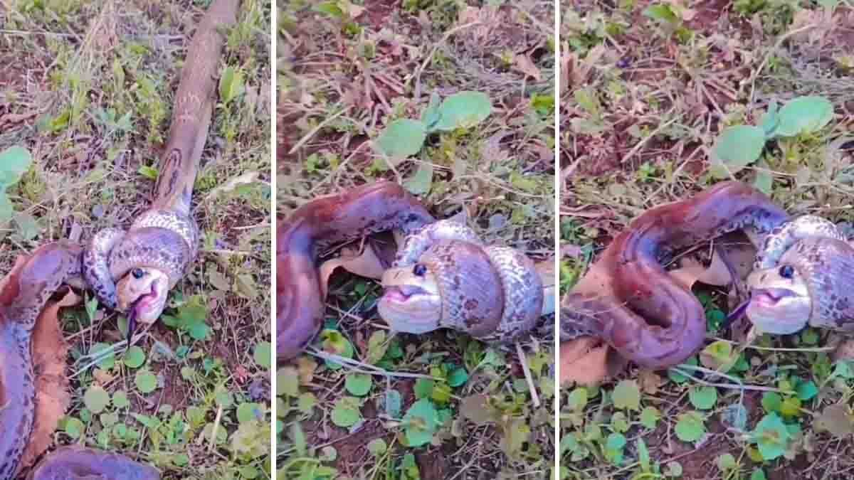 Viral Video : ಕಾಳಿಂಗ ಸರ್ಪ ಮತ್ತು ಹೆಬ್ಬಾವು ನಡುವೆ ಭೀಕರ ಯುದ್ಧ, ವಿಡಿಯೋ ನೋಡಿ ಬೆಚ್ಚಿಬಿದ್ದ ನೆಟ್ಟಿಗರು..! 1 Deadly fight between King Cobra and Python goes viral on social media - Viral Video
