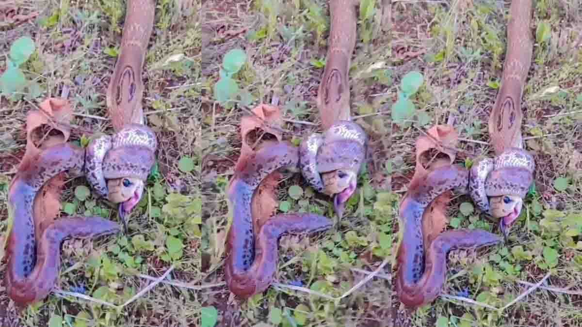Viral Video : ಕಾಳಿಂಗ ಸರ್ಪ ಮತ್ತು ಹೆಬ್ಬಾವು ನಡುವೆ ಭೀಕರ ಯುದ್ಧ, ವಿಡಿಯೋ ನೋಡಿ ಬೆಚ್ಚಿಬಿದ್ದ ನೆಟ್ಟಿಗರು..! 2 Deadly fight between King Cobra and Python goes viral on social media - Viral Video