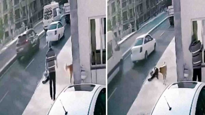 Street Dog Scare Leads to Tragic Road Accident in Delhi-NCR 1 Shocking viral video from Delhi-NCR shows man hit by speeding truck after panicking due to stray dog attack